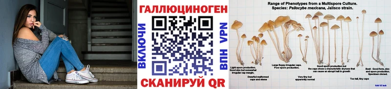 Галлюциногенные грибы Psilocybe Адыгейск